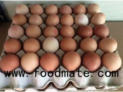 CHICKEN EGGS ( FRESH FARM White & Brown Eggs)
