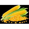 YELLOW CORN (Maize)