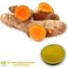 Pure organic air driedTurmeric Curcuma Longa Extract