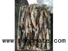 Frozen illex squid for fishing bait