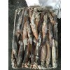 Frozen illex squid for fishing bait