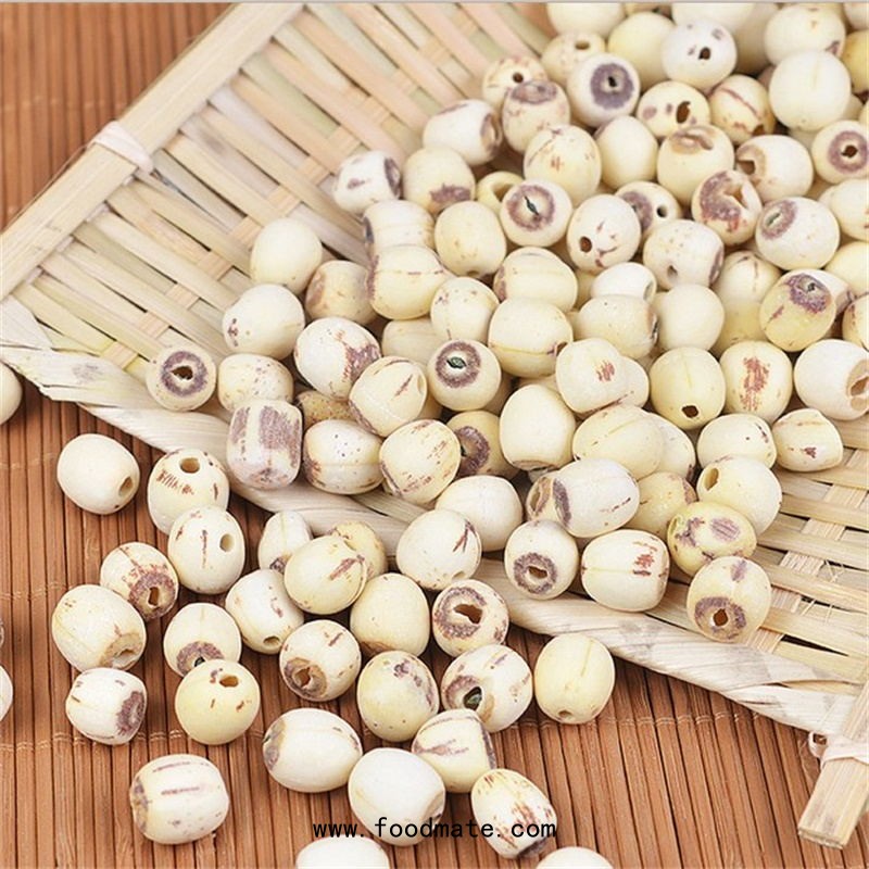 best lotus seed company