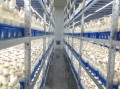 Stable export market for edible mushrooms in China