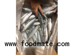 Pacific Mackerel