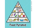 What food pyramids look like around the world
