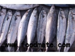 pacific mackerel