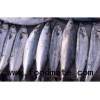 pacific mackerel