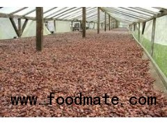 Hig grade dry Cocoa Beans