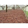 Hig grade dry Cocoa Beans