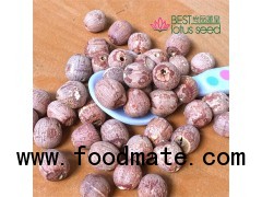 Dried Red Lotus Seed Nut Kernel without Core Plumele Lotus Extract Manufacture Wholesaler Exporter