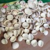 Dried Half White Lotus Seed Nut Kernel Lotus Extract Paste Wholesaler Exporter Supplier