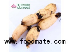 High Quality Fresh and Sweet Lotus Root Rhizomes Vegetable