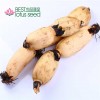 High Quality Fresh and Sweet Lotus Root Rhizomes Vegetable