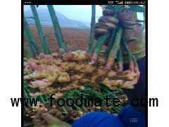 Supply fresh ginger, ginger, ginger, ginger, Yunnan small yellow ginger, ginger wholesale.