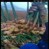 Supply fresh ginger, ginger, ginger, ginger, Yunnan small yellow ginger, ginger wholesale.