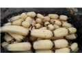 China: Fresh lotus root from Linyi, Shandong, enters the market