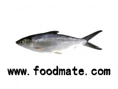 Milkfish