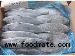 frozen bonito skipjack tuna whole round seafrozen 100% NW