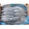 frozen bonito skipjack tuna whole round seafrozen  NW