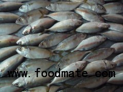 Frozen short body mackerel whole round