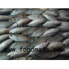 Frozen short body mackerel whole round