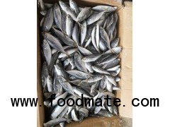 Frozen Fish Horse mackerel