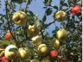 Price of golden Fuji apple rose this year