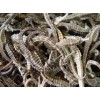 Dried Seahorse and dried sea cucumber for sale