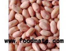 Dried Ground Nuts ( Peanuts)