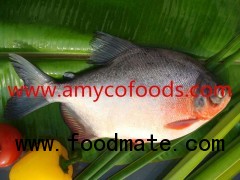 Red Pomfret from reliable factory in China