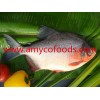 Red Pomfret from reliable factory in China