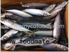 Pacific Mackerel Whole Round