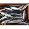 Pacific Mackerel Whole Round