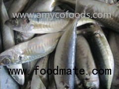 Horse Mackerel Whole Round