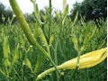 Day lily planting area is huge and the market supply is sufficient