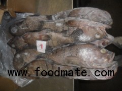 Frozen Cod Fish,excellent quality Sale.