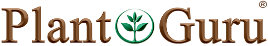 Plant Guru - Natural Organic Waxes