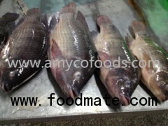 Tilapia Whole Round