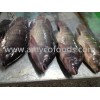 Tilapia Whole Round