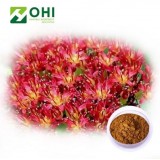 Rhodiola Rosea Extract