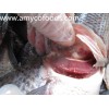 Tilapia Whole GS from China