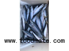 Pacific Mackerel Whole Round