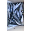 Pacific Mackerel Whole Round