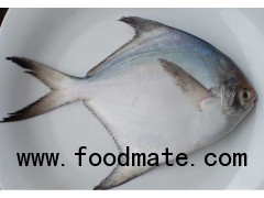 Pomfret Fish