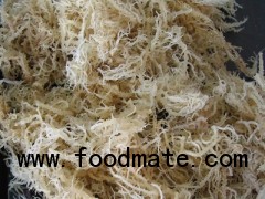 Eucheuma Cottonii Seaweed