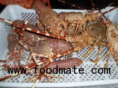 Live Spiny Lobster