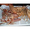 Live Spiny Lobster