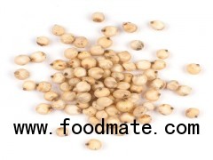 Sorghum