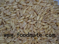 Wheat Grain