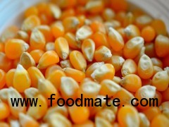 Yellow Corn